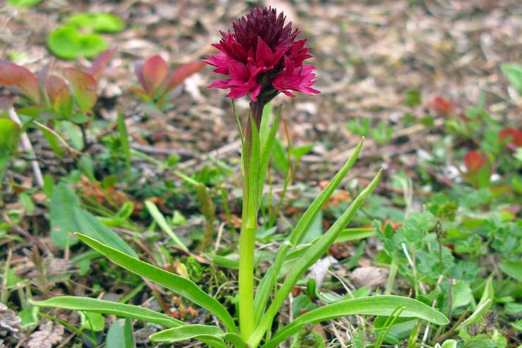 Sweden-Flowers-Brudkulla Orchid