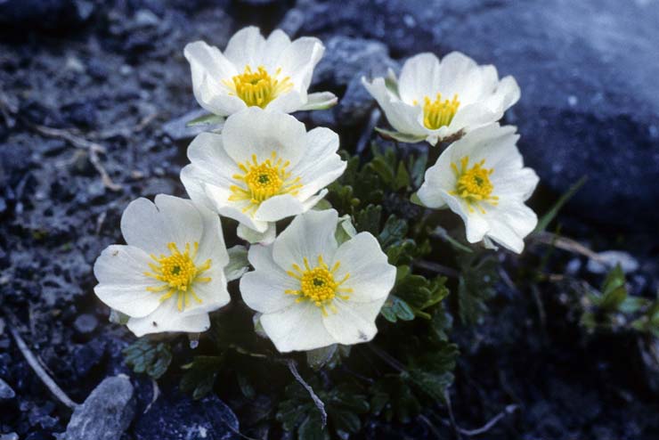 Sweden-Flowers-Glacier Buttercup