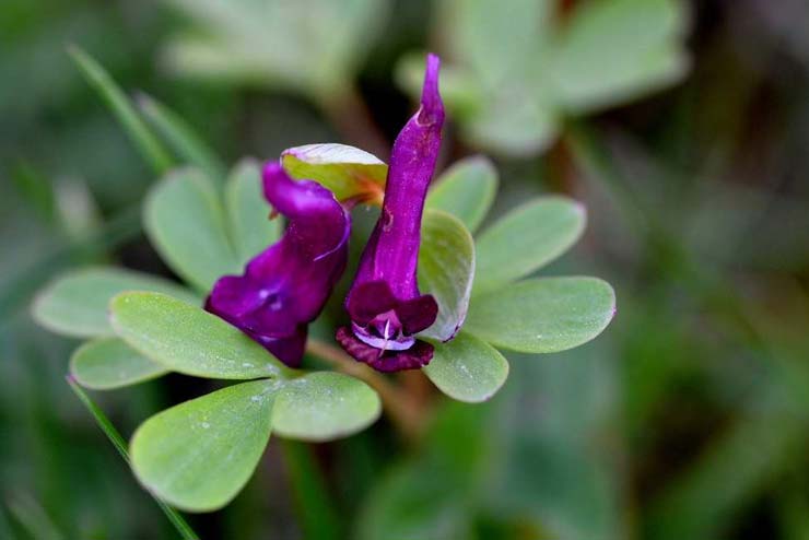 Sweden-Flowers-Gotland Corydalis