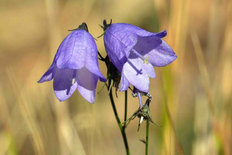 Sweden-Flowers-Harebel