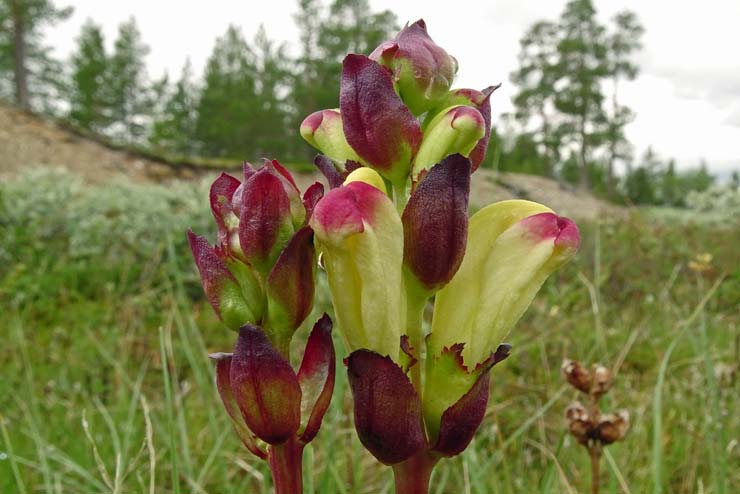 Sweden-Flowers-King Charles's Scepter