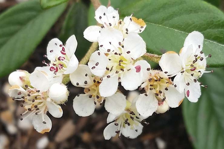 Sweden-Flowers-Kullaberg Cotoneaster