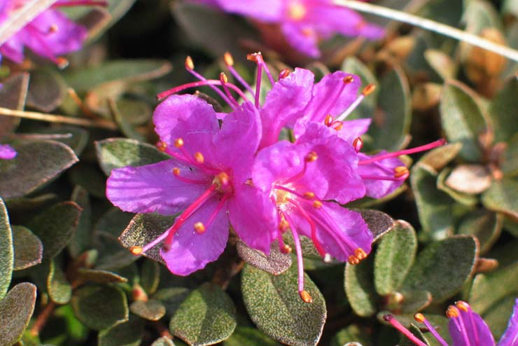 Sweden-Flowers-Lapland Rosebay