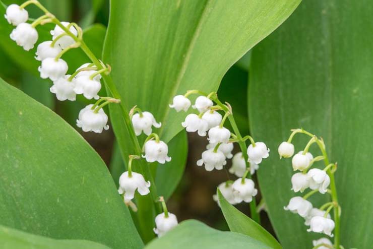Sweden-Flowers-Lily of the Valley