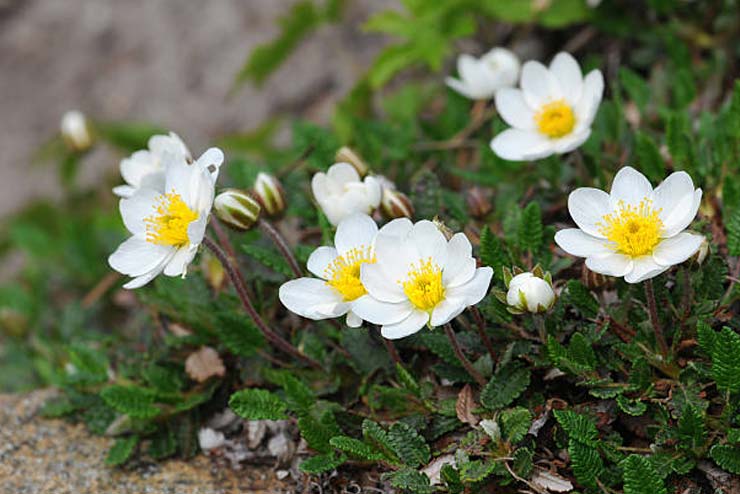 Sweden-Flowers-Mountain Avens
