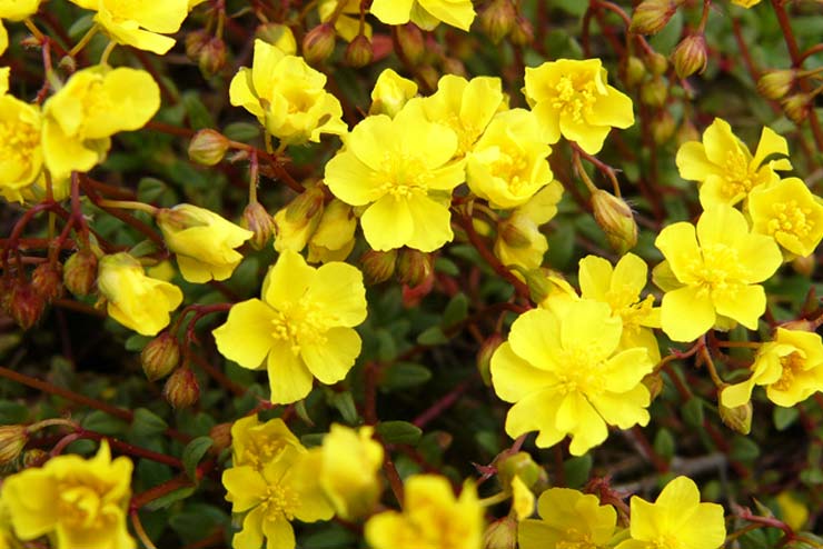 Sweden-Flowers-Öland Sun-rose