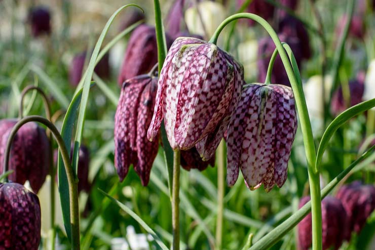 Sweden-Flowers-Snake's Head Fritillary