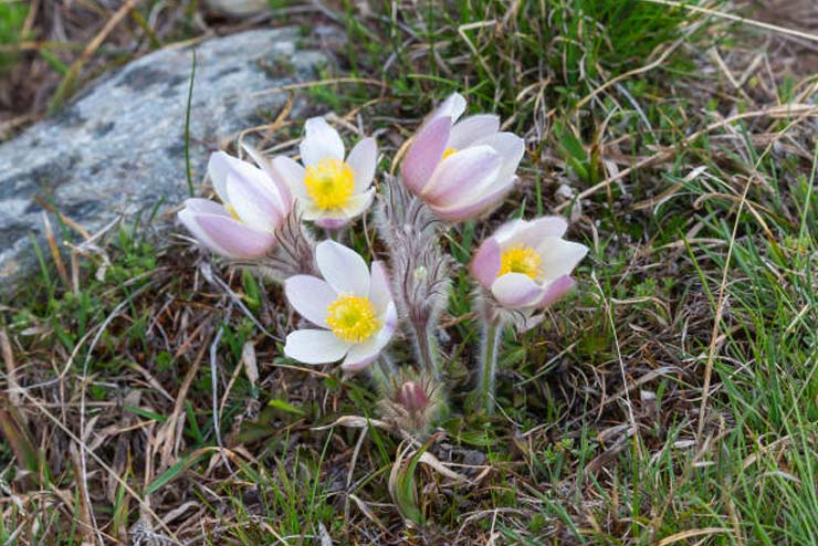 Sweden-Flowers-Spring Pasqueflower