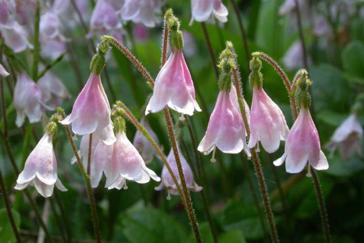 Sweden-Flowers-Twinflower