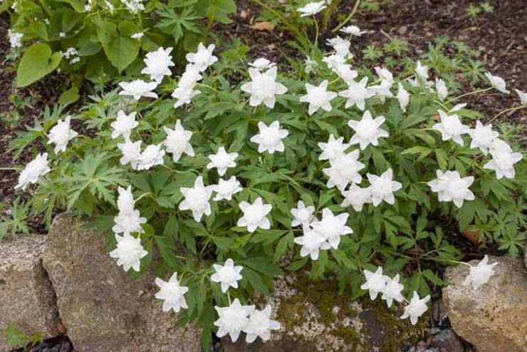 Sweden-Flowers-Wood Anemone