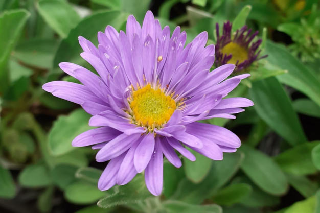 Switzerland-Flowers-Alpine Aster