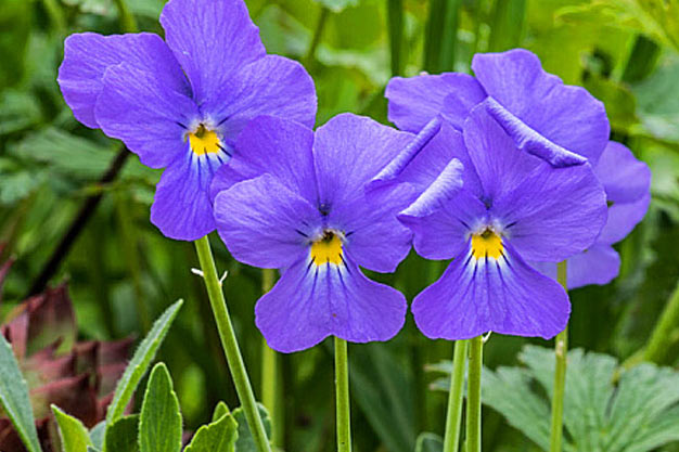 Switzerland-Flowers-Alpine Pansy