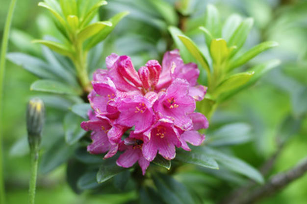 Switzerland-Flowers-Alpine Rose