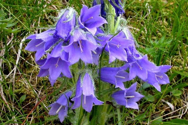 Switzerland-Flowers-Cut Bellflower