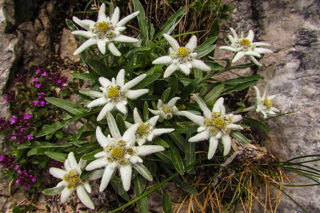 Switzerland-Flowers-Edelweiss