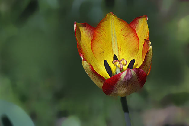 Switzerland-Flowers-Grengiols Tulip