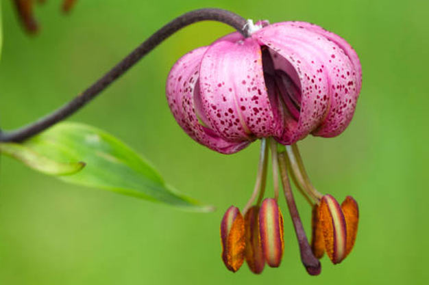 Switzerland-Flowers-Martagon Lily
