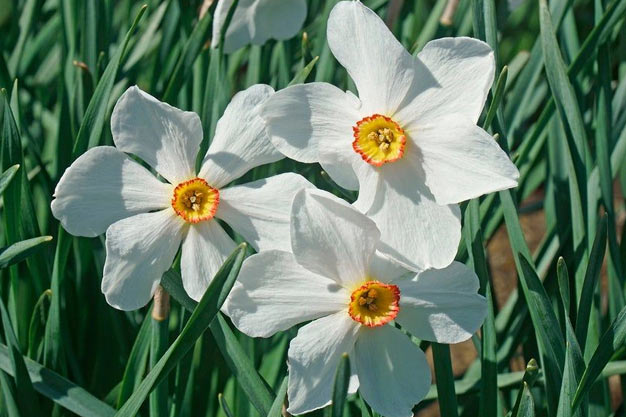 Switzerland-Flowers-Poet's Narcissus