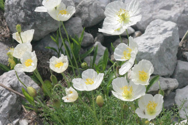 Switzerland-Flowers-Rhaetian Poppy