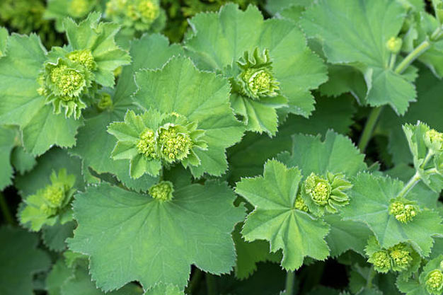 Switzerland-Flowers-Silver Toothed Mantle