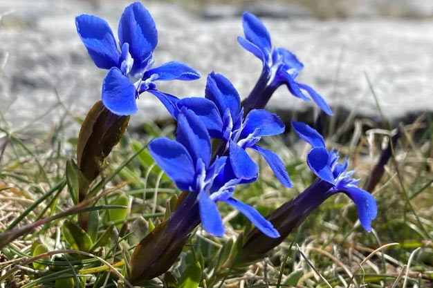 Switzerland-Flowers-Spring Gentian