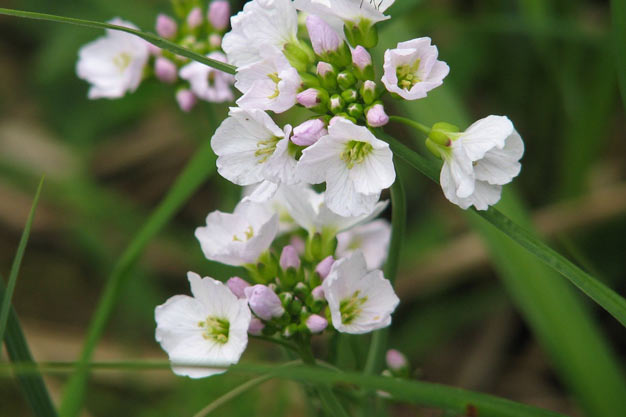 Switzerland-Flowers-Swiss Bittercress