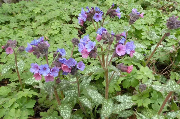Switzerland-Flowers-Swiss Lungwort