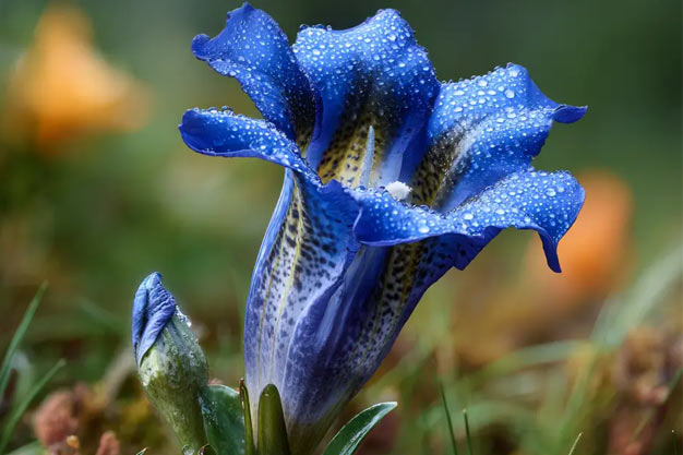 Switzerland-Flowers-Trumpet Gentian