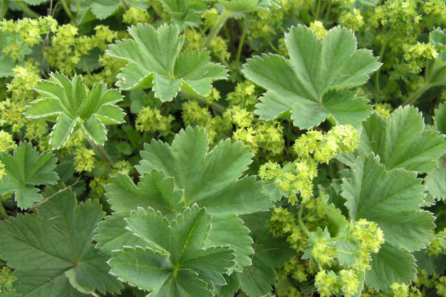 Switzerland-Flowers-Webers Lady Mantle