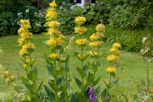 Switzerland-Flowers-Yellow Gentian