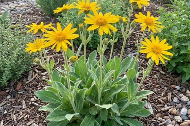 Switzerland-Plants-Arnica