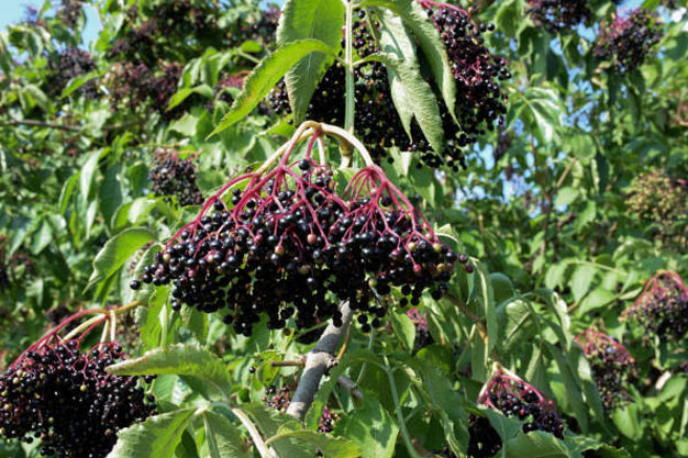 Switzerland-Plants-Black Elderberry