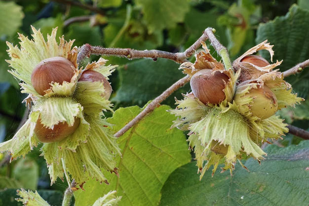 Switzerland-Plants-Common Hazel