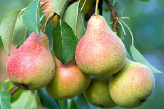 Switzerland-Plants-Common Pear