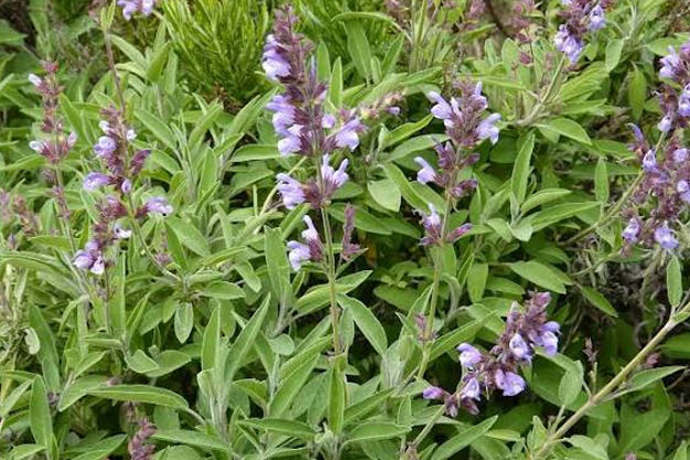 Switzerland-Plants-Common Sage