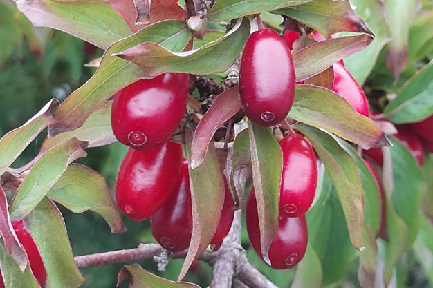 Switzerland-Plants-Cornelian Cherry