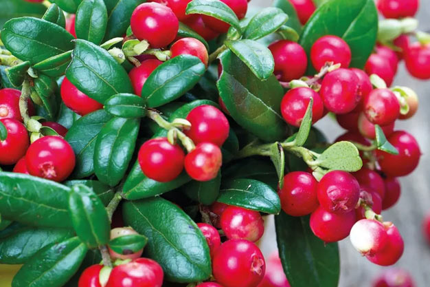 Switzerland-Plants-Cowberry / Lingonberry