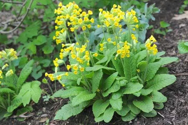Switzerland-Plants-Cowslip Primrose