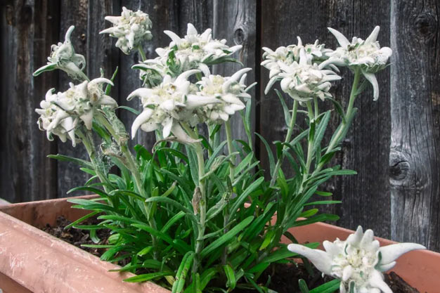 Switzerland-Plants-Edelweiss