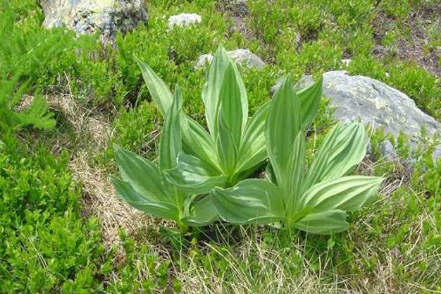 Switzerland-Plants-Great Yellow Gentian