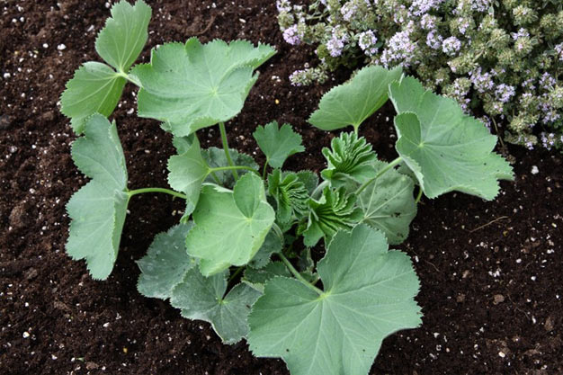 Switzerland-Plants-Lady's Mantle