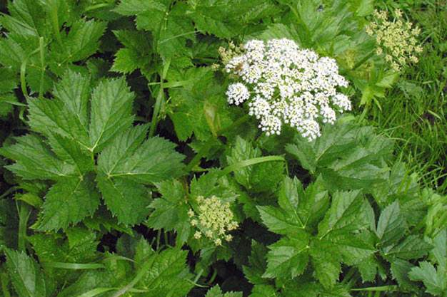 Switzerland-Plants-Masterwort