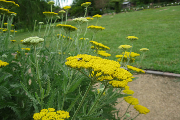 Switzerland-Plants-Mountain Yarrow