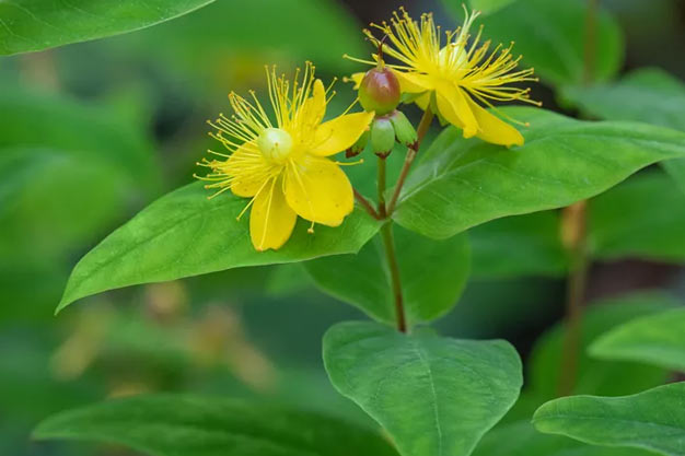 Switzerland-Plants-St. John's Wort