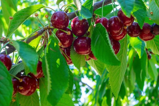 Switzerland-Plants-Sweet Cherry