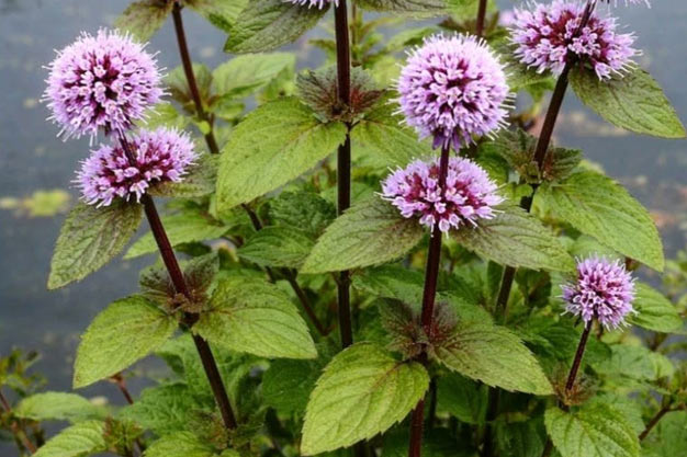 Switzerland-Plants-Water Mint