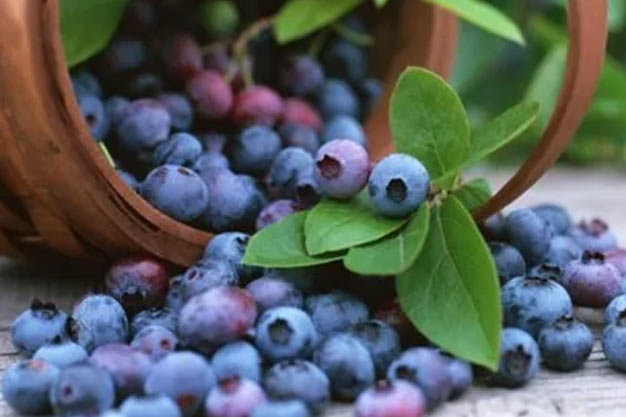 Switzerland-Plants-Bilberry / Wild Blueberry