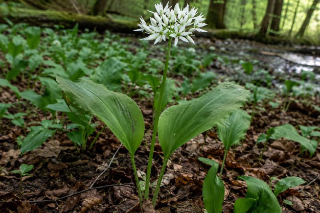 Switzerland-Plants-Wild Garlic / Ramsons