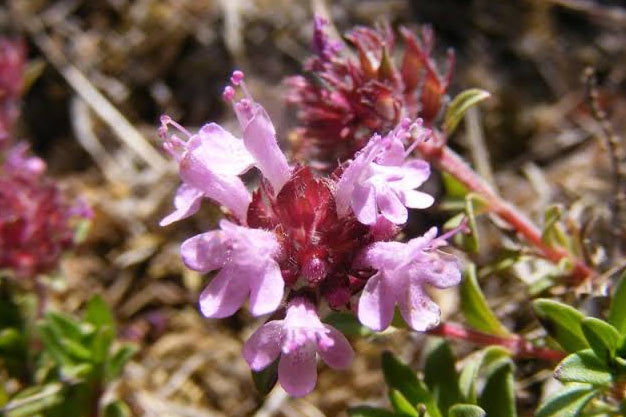 Switzerland-Plants-Wild Thyme