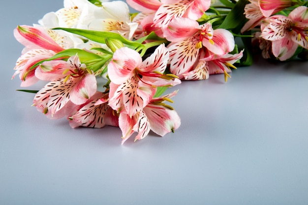 USA-Flowers-Peruvian lily